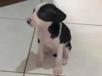 Cachorro raça Pit-Bull idade 2 a 6 meses nome Andreza 