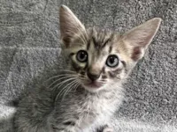 Gato raça SRD-ViraLata idade 2 a 6 meses nome Filhote macho 