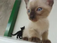 Gato raça Siamês idade Abaixo de 2 meses nome fumaça 