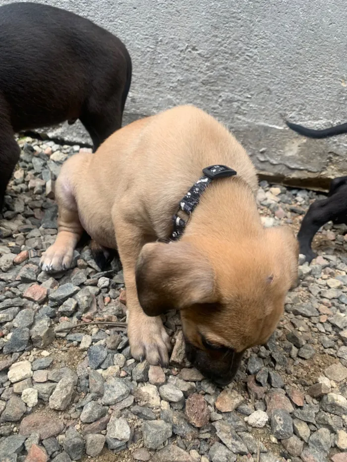 Cachorro raça SRD-ViraLata idade Abaixo de 2 meses nome Doação 