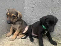 Cachorro raça SRD-ViraLata idade Abaixo de 2 meses nome Doação 