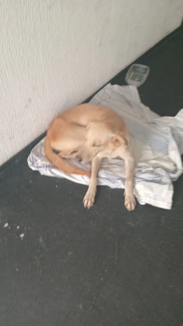 Cachorro raça SRD-ViraLata idade 3 anos nome Sem nome