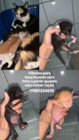 Gato raça SRD-ViraLata idade Abaixo de 2 meses nome Gata deu varias crias