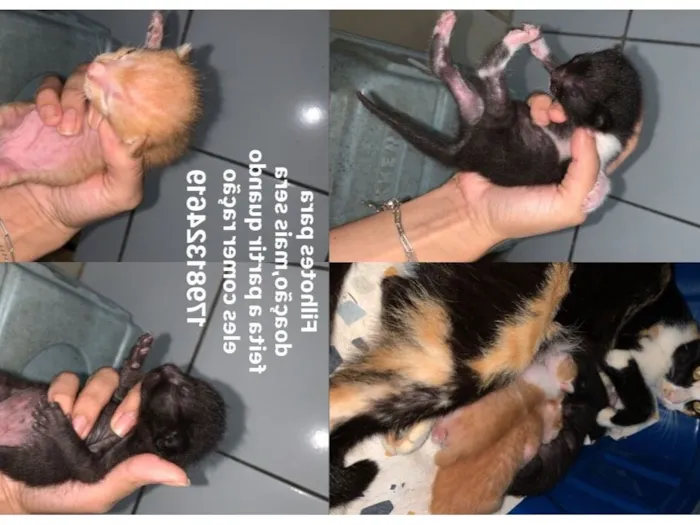 Gato raça SRD-ViraLata idade Abaixo de 2 meses nome Gata deu varias crias