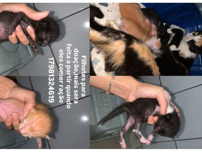 Gato raça SRD-ViraLata idade Abaixo de 2 meses nome Gata deu varias crias