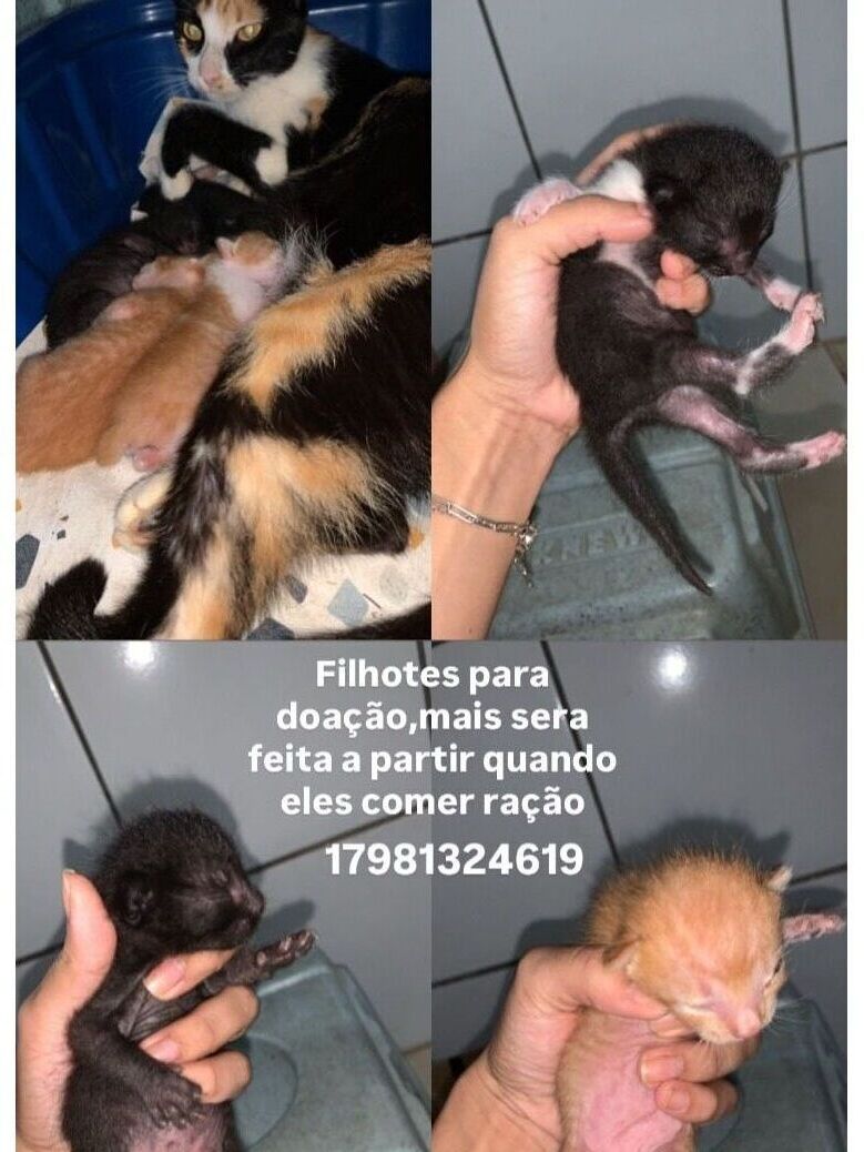 Gata deu varias crias