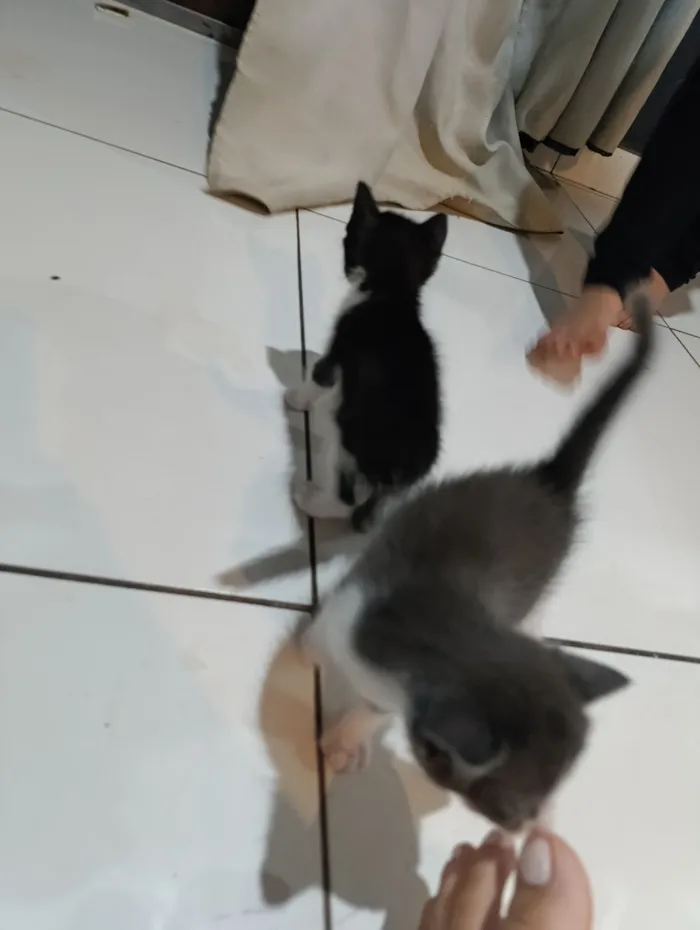 Gato raça SRD-ViraLata idade 2 a 6 meses nome não tem nomes 