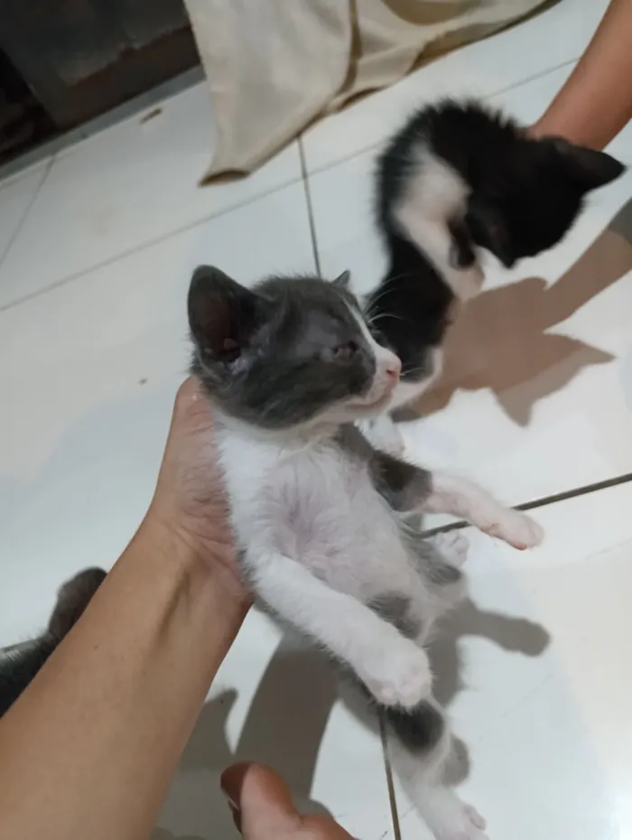 Gato raça SRD-ViraLata idade 2 a 6 meses nome não tem nomes 