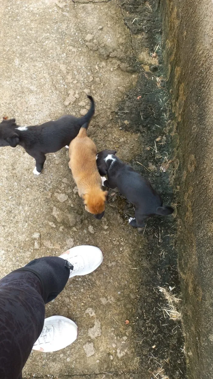 Cachorro raça SRD-ViraLata idade 2 a 6 meses nome  FEMEA E 3 FILHOTE