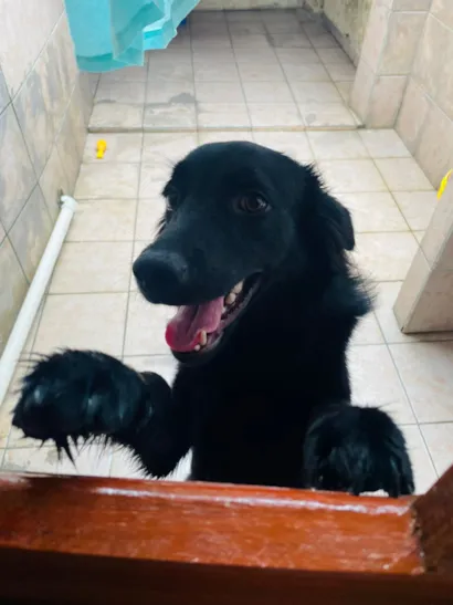 Cachorro raça SRD-ViraLata idade 7 a 11 meses nome Doação de cachorro 
