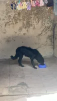 Cachorro raça SRD-ViraLata idade 7 a 11 meses nome Doação de cachorro 