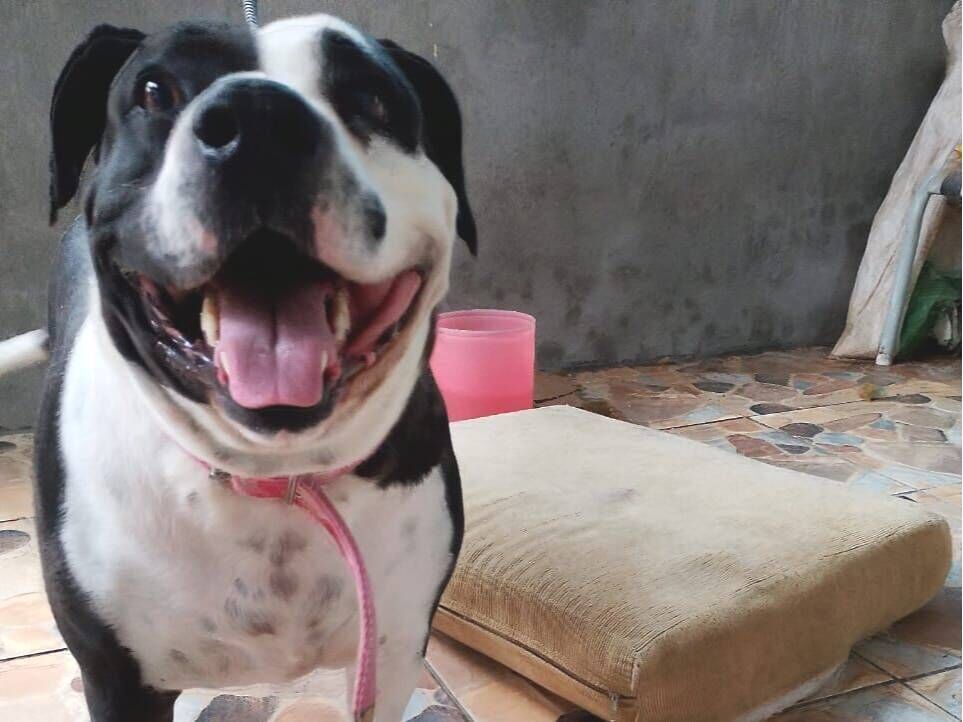 Cachorro raça Rottweiler idade 3 anos nome JÓIA