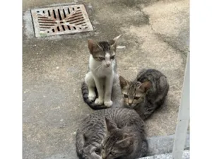 Gato raça SRD-ViraLata idade 2 a 6 meses nome Gatinhos 