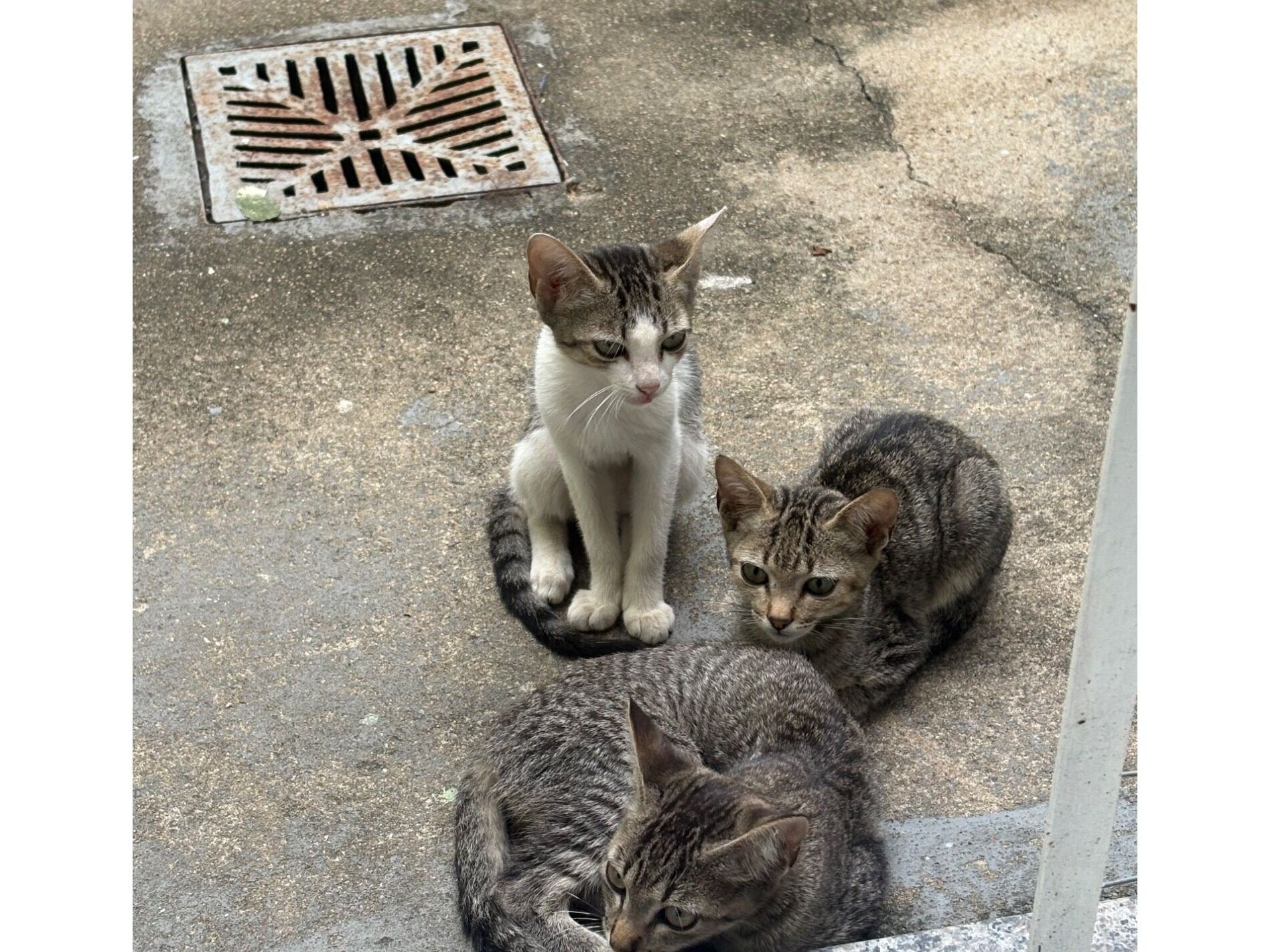 Gato raça SRD-ViraLata idade 2 a 6 meses nome Gatinhos 
