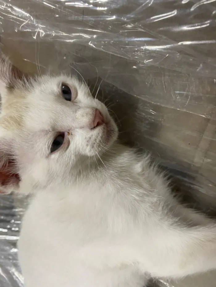 Gato raça Siamês idade Abaixo de 2 meses nome ?? ABANDONO NÃO É SOLUÇÃO — ELES PRECISAM DE VOCÊ ??