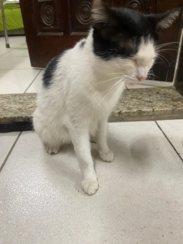 Gato raça Siamês idade Abaixo de 2 meses nome ?? ABANDONO NÃO É SOLUÇÃO — ELES PRECISAM DE VOCÊ ??