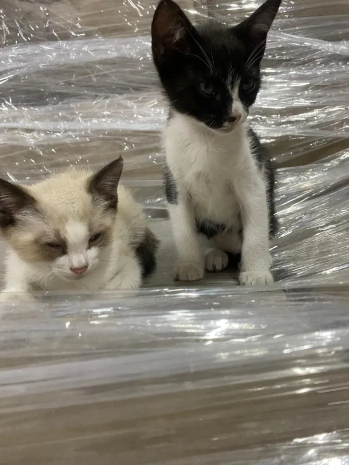 Gato raça Siamês idade Abaixo de 2 meses nome ?? ABANDONO NÃO É SOLUÇÃO — ELES PRECISAM DE VOCÊ ??