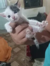 Gato raça SRD-ViraLata idade Abaixo de 2 meses nome Michele Vieira