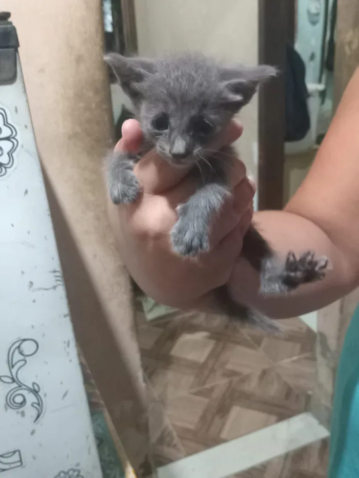 Gato raça SRD-ViraLata idade Abaixo de 2 meses nome Michele Vieira