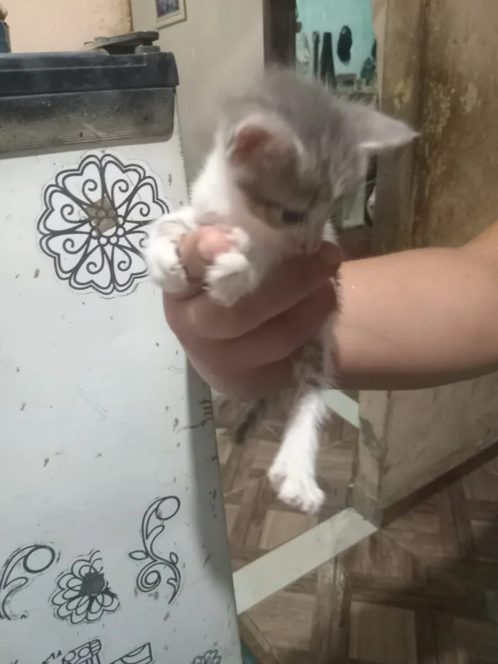 Gato raça SRD-ViraLata idade Abaixo de 2 meses nome Michele Vieira