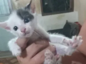Gato raça SRD-ViraLata idade Abaixo de 2 meses nome Michele Vieira