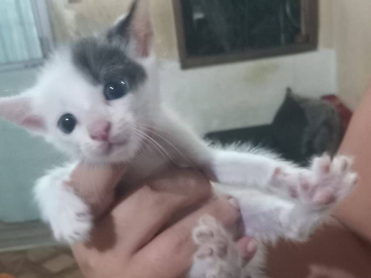 Gato raça SRD-ViraLata idade Abaixo de 2 meses nome Michele Vieira