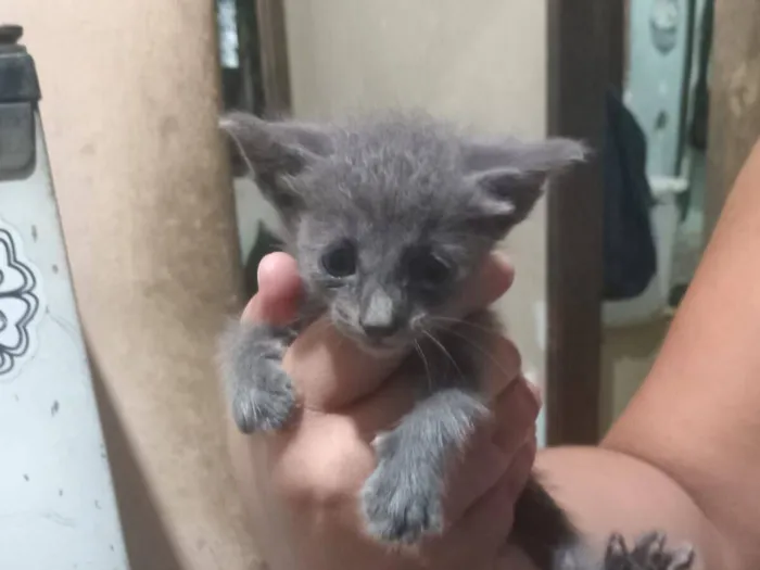 Gato raça SRD-ViraLata idade Abaixo de 2 meses nome Michele Vieira