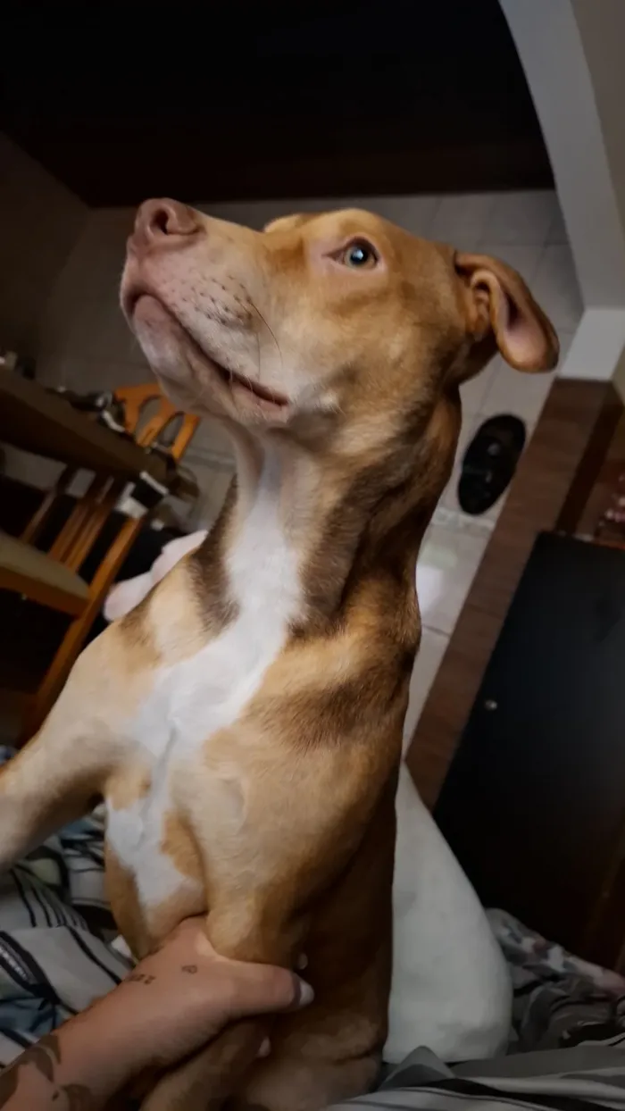 Cachorro raça SRD-ViraLata idade 7 a 11 meses nome Yoda