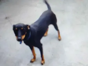 Cachorro raça Fox Terrier idade 1 ano nome tieta