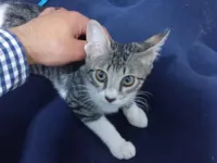 Gato raça Angorá idade 2 a 6 meses nome melissa