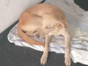 Cachorro raça SRD-ViraLata idade 3 anos nome Sem nome