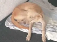 Cachorro raça SRD-ViraLata idade 3 anos nome Sem nome