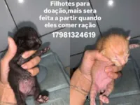 Gato raça SRD-ViraLata idade Abaixo de 2 meses nome Gata deu varias crias
