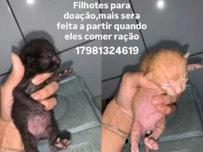 Gato raça SRD-ViraLata idade Abaixo de 2 meses nome Gata deu varias crias
