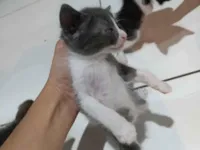 Gato raça SRD-ViraLata idade 2 a 6 meses nome não tem nomes 