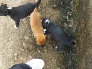 Cachorro raça SRD-ViraLata idade 2 a 6 meses nome  FEMEA E 3 FILHOTE