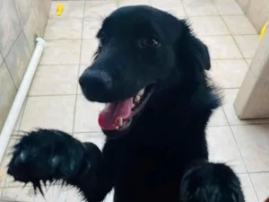 Cachorro raça SRD-ViraLata idade 7 a 11 meses nome Doação de cachorro 