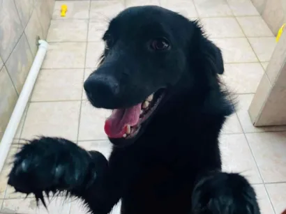 Cachorro raça SRD-ViraLata idade 7 a 11 meses nome Doação de cachorro 