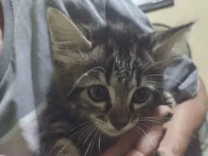 Gato raça SRD-ViraLata idade Abaixo de 2 meses nome gato