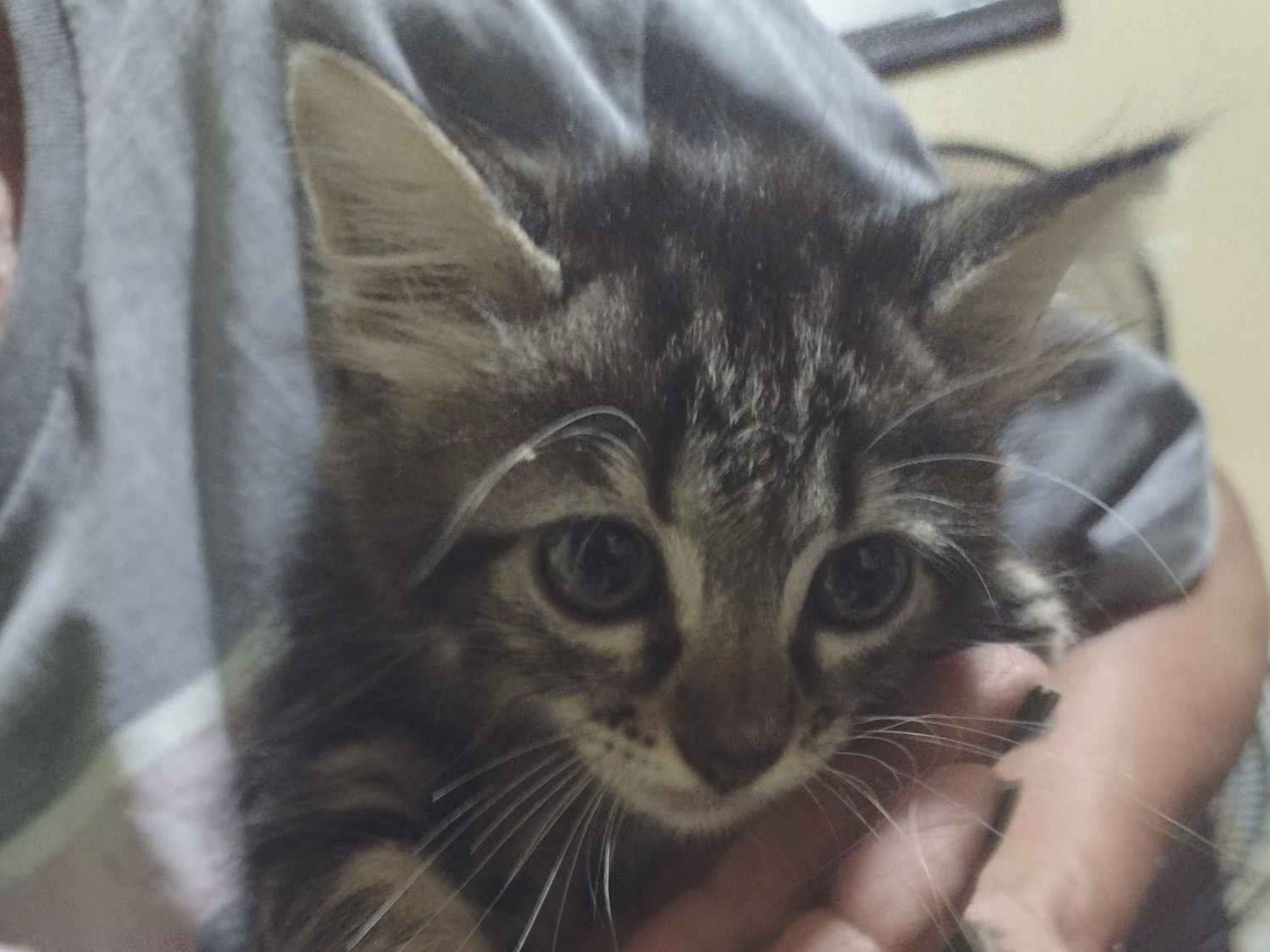 Gato raça SRD-ViraLata idade Abaixo de 2 meses nome gato