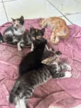 Gatinhos (a)