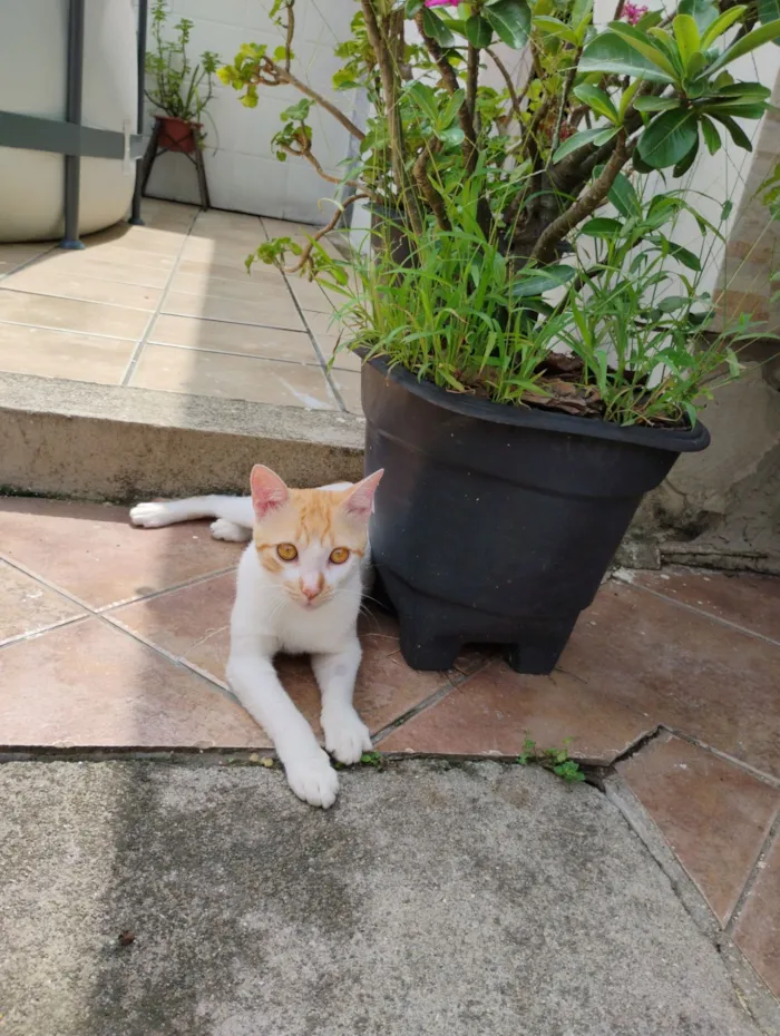 Gato raça SRD-ViraLata idade 1 ano nome Laranjinha 