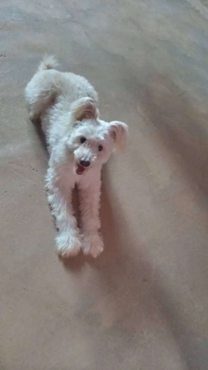 Cachorro raça Poodle idade 6 ou mais anos nome Estrela