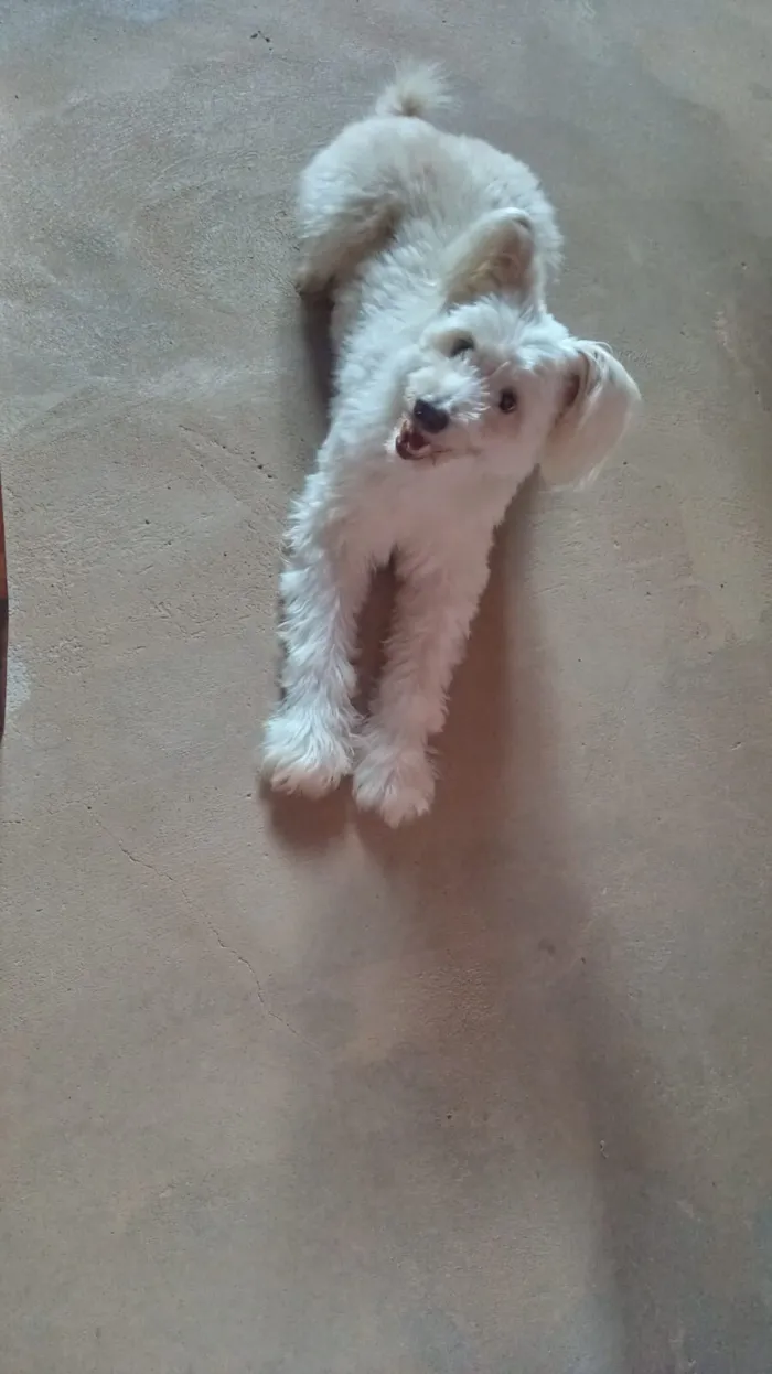 Cachorro raça Poodle idade 6 ou mais anos nome Estrela