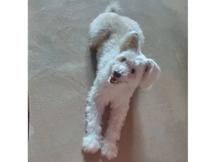 Cachorro raça Poodle idade 6 ou mais anos nome Estrela