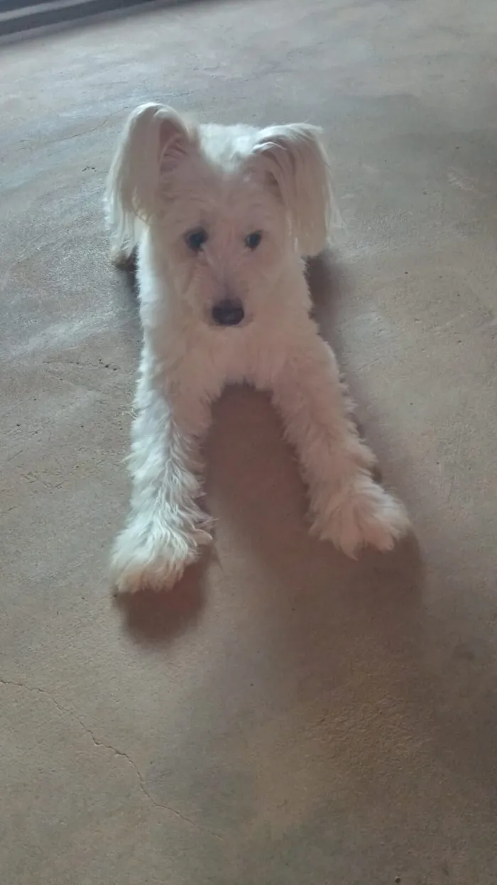 Cachorro raça Poodle idade 6 ou mais anos nome Estrela