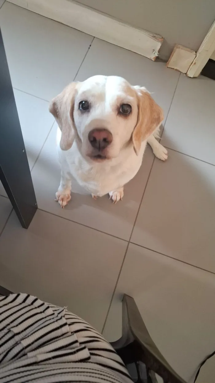 Cachorro raça SRD-ViraLata idade 6 ou mais anos nome Cloe