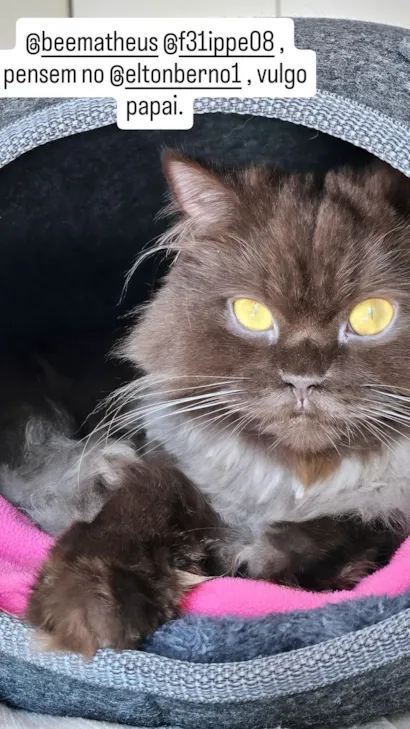 Gato raça SRD-ViraLata idade 3 anos nome Jean