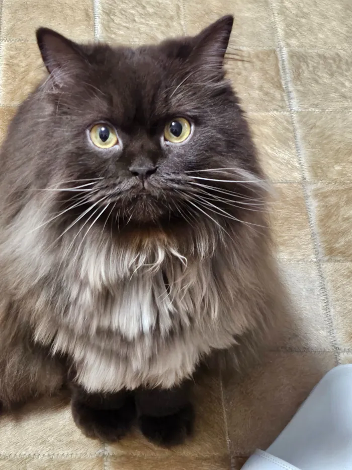 Gato raça SRD-ViraLata idade 3 anos nome Jean