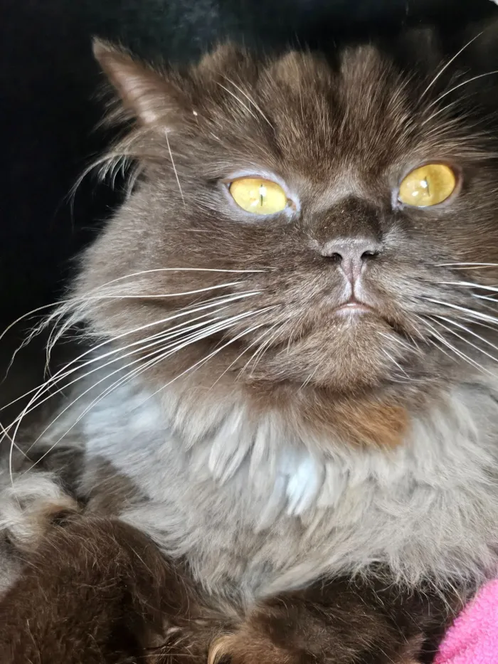 Gato raça SRD-ViraLata idade 3 anos nome Jean